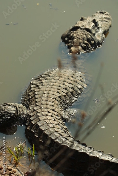 Fototapeta Yacaré