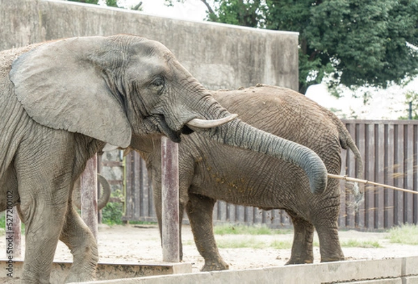 Fototapeta 餌を食べる動物園のぞう