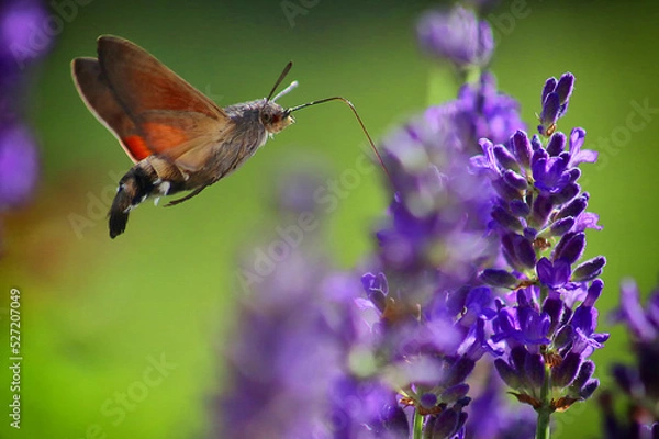 Obraz Hummingbird hawk-moth