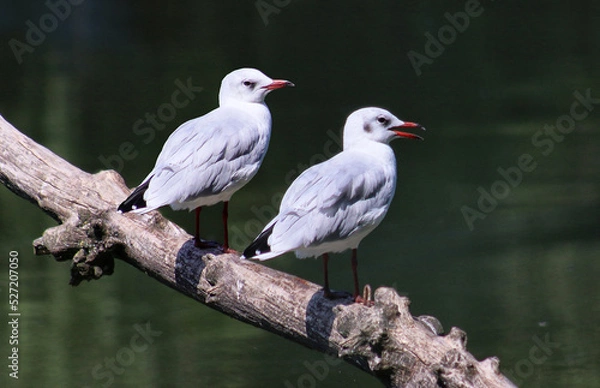 Obraz Seagull birds
