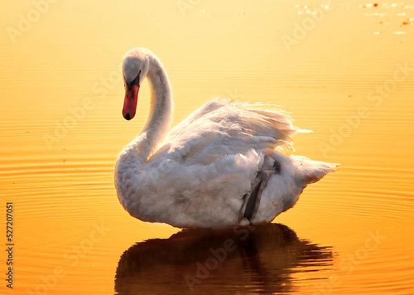 Obraz Swan on the lake