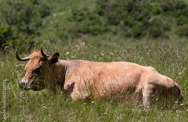 Fototapeta Vache allongée dans un près