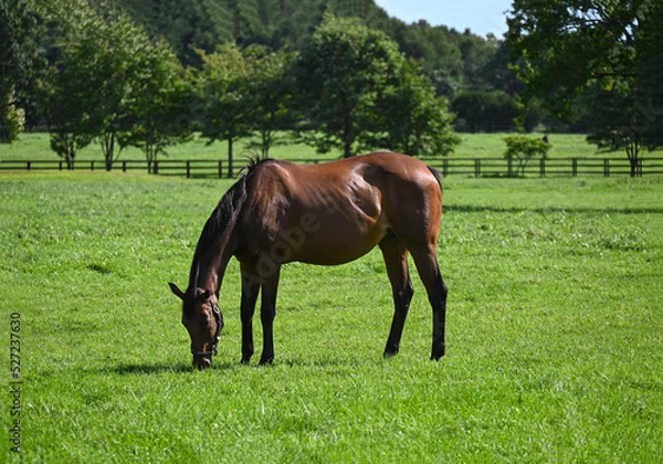 Obraz 日高の牧場の馬(夏の北海道）