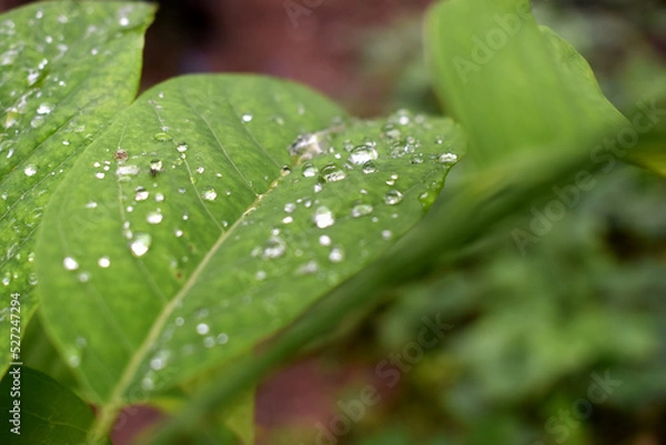 Fototapeta Selective focus of water raindrops on green leaf with nature blurred background.