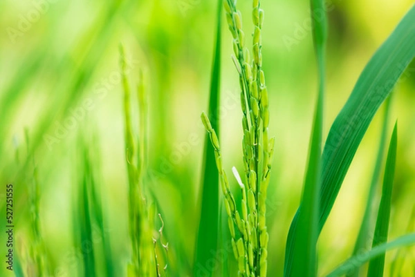 Fototapeta Closeup nature view ear of rice on morning sunlight using as background and food concept