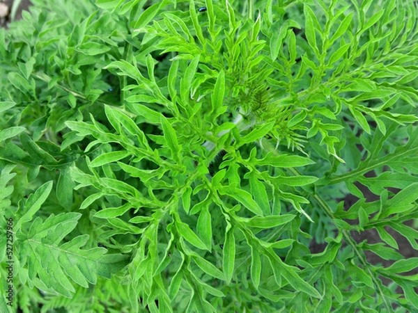 Obraz Ambrosia top view green background.