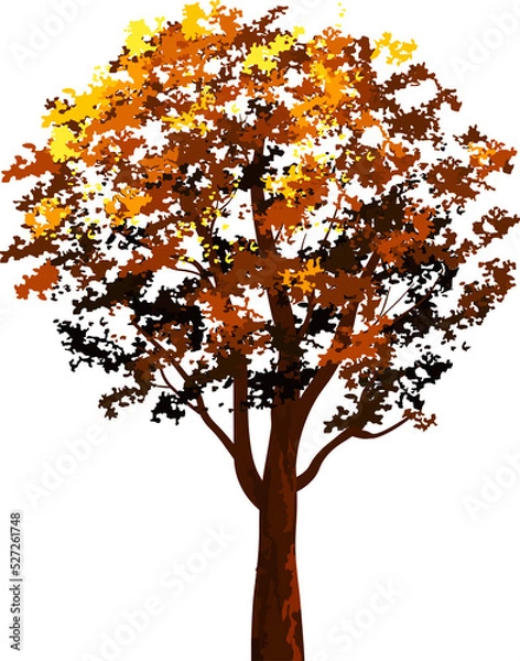 Fototapeta Autumn tree