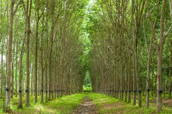 Obraz Tło gumowe drzewo