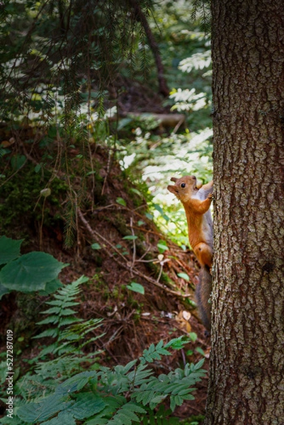 Obraz A squirrel with a nut sits on a tree. Portrait of a squirrel on a sunny day.