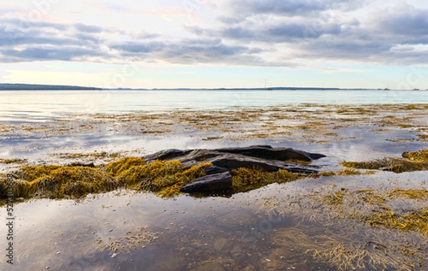 Obraz View of Penobscot Bay in Maine at low tide with rocks and seaweed exposed.