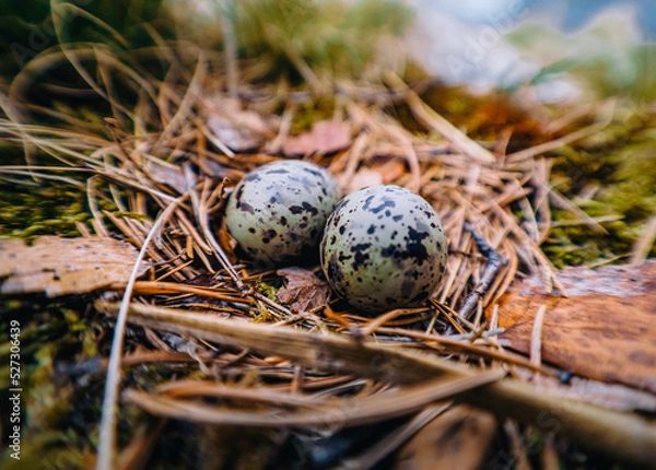 Fototapeta nest with eggs