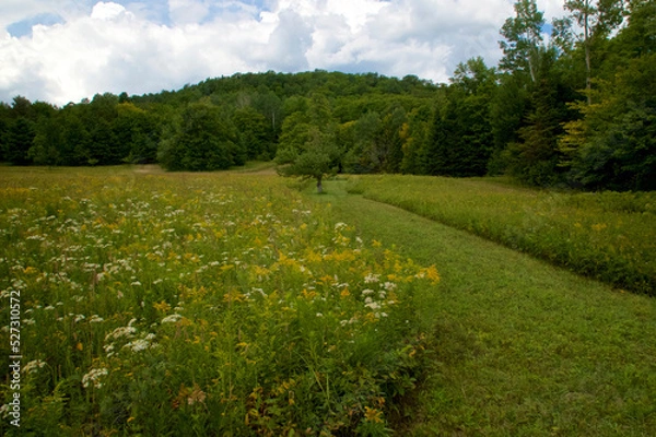 Obraz Scenic image of a large meadow or field filled with white and yellow wildflowers with a path leading into the forest under a cloudy sky in early afternoon in Lake Placid New York.