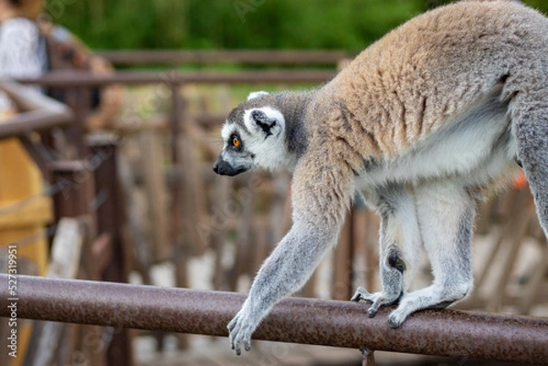 Fototapeta lemure allo zoo