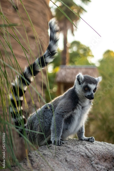 Fototapeta lemure allo zoo