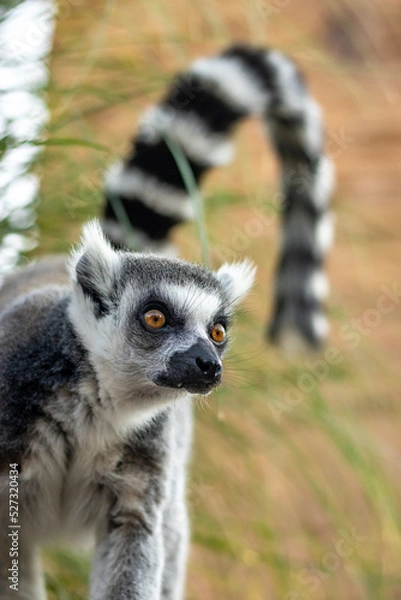 Fototapeta lemure allo zoo