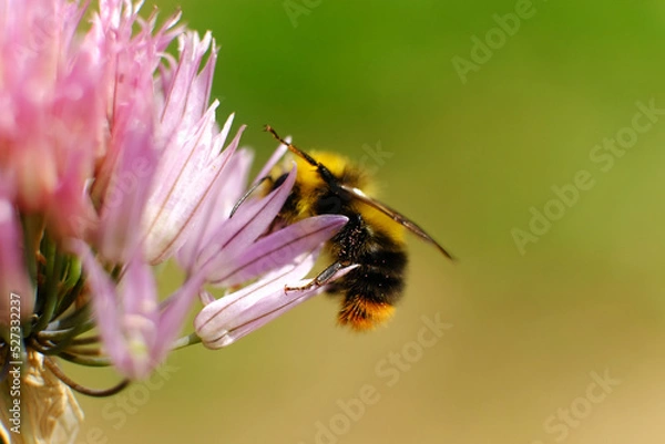 Obraz Colorful closeup on a brown banded bumblebee, Bombus pascuorum om purple Nepeta cataria flowers in the garden