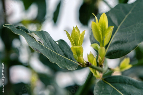 Obraz Young Spring Shoots Of Laurel Tree. Bright Light Green Leaves. The Buds Open In The Spring. Selective Focus. Blurred Background. Close Up.