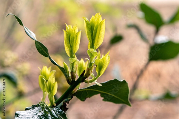 Obraz Young Spring Shoots Of Laurel Tree. Bright Light Green Leaves. The Buds Open In The Spring. Selective Focus. Blurred Background. Close Up.