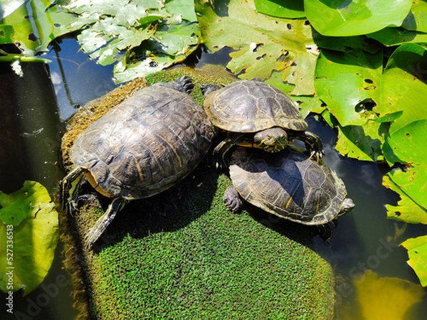 Obraz 
Red-eared turtle in the lake