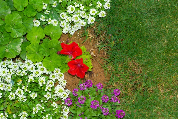 Obraz Blooming red petunia flower.