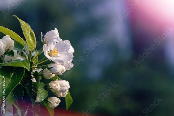 Obraz Rain Drops On Plum Blossoms InThe Sunny Day. Closeup. Macro White Blossoms. Selective Focus. Blurred Background. TextPlace.
