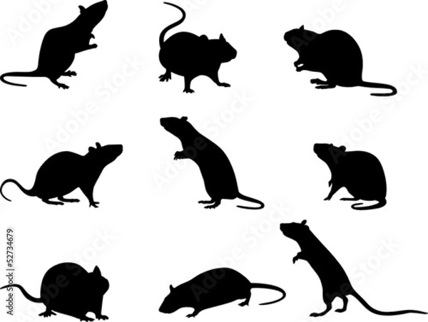 Fototapeta Silhouettes of rats