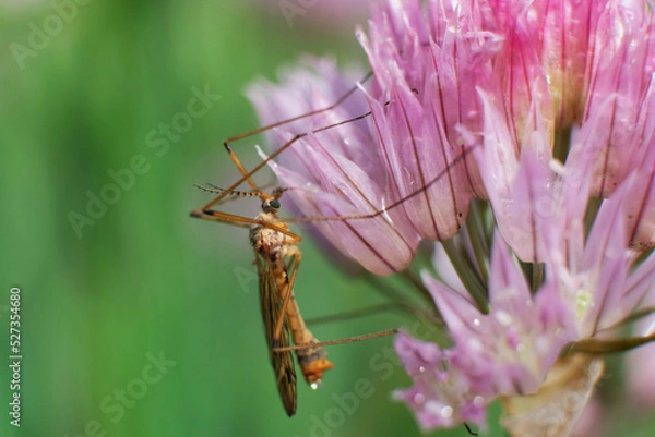 Fototapeta True crane - fly or cranefly close up. Mosquito against a wall