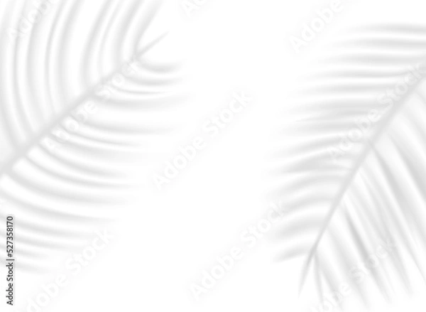 Fototapeta Palm leaf shadow overlay effect on transparent background