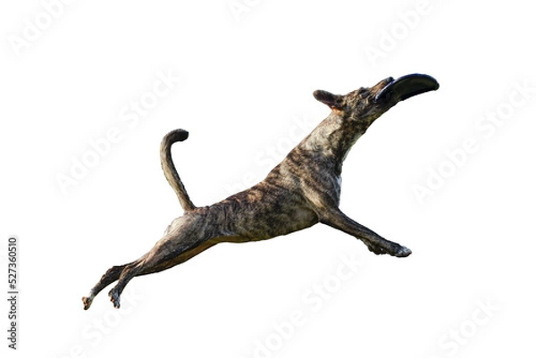 Obraz Perro en salto recuperando un frisbee