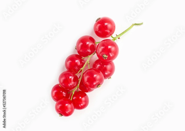 Fototapeta Berries of fresh raw ripe red currants on a green sprig, isolated on white background, macro photography