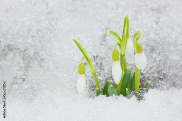 Obraz Snowdrops on the snow.