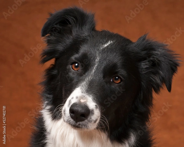 Fototapeta Border Collie Portrait