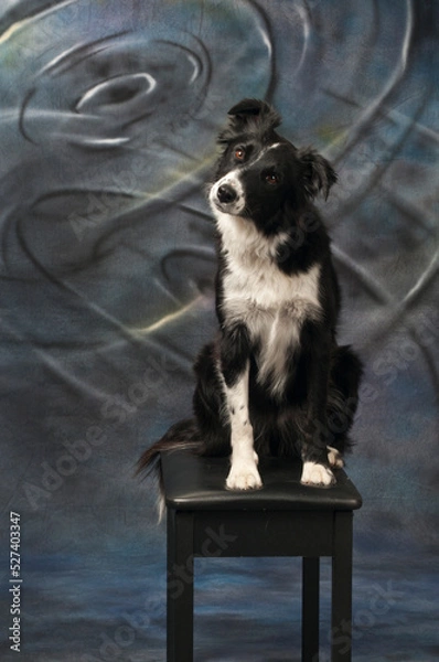 Fototapeta Border Collie Portrait