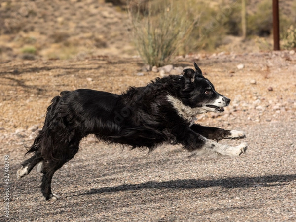Fototapeta Border Collie Running