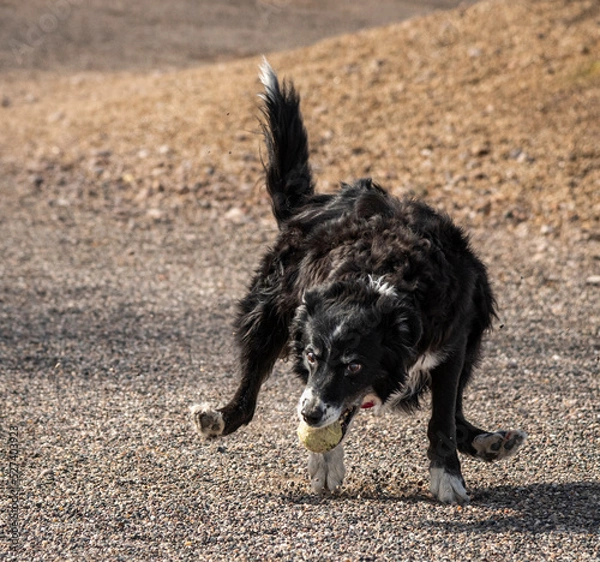Fototapeta Border Collie Running with Ball