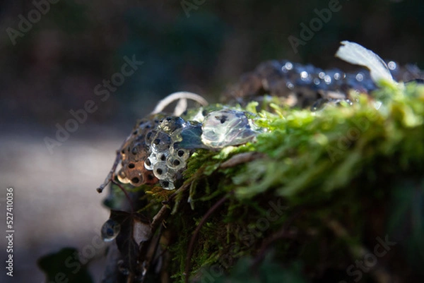 Obraz frog eggs on the tree