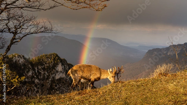 Obraz Capricorn Rainbow