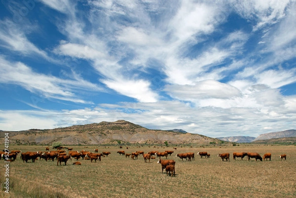 Obraz Free Range Cattle with Mountains