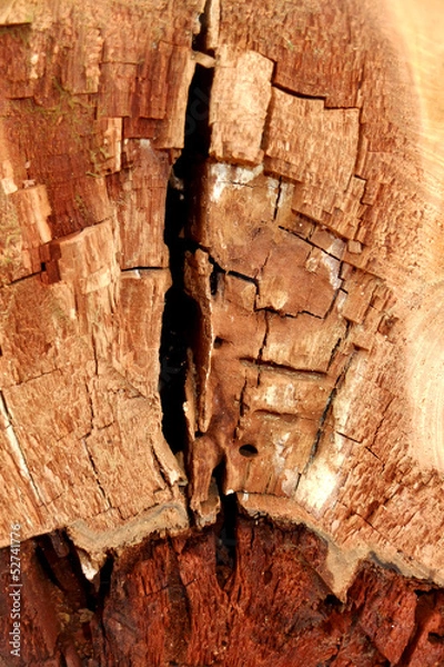 Obraz Hohler Baumstamm