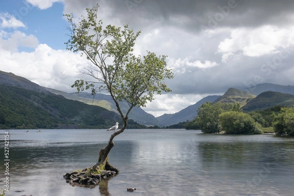 Obraz tree on the lake
