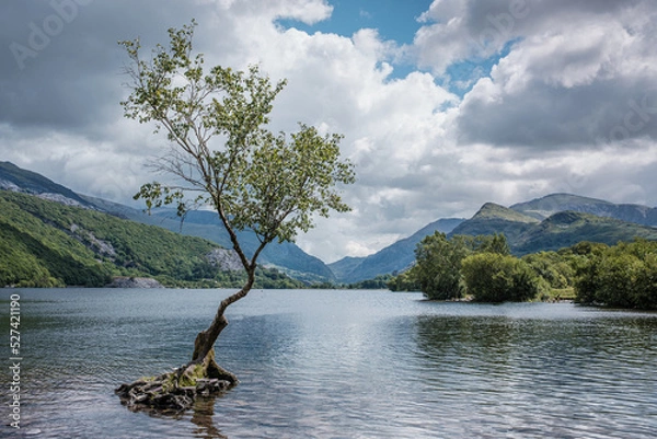 Obraz tree on the lake