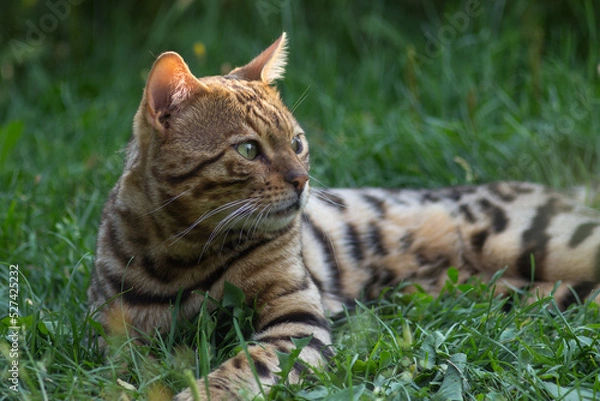 Obraz bengal cat in the grass