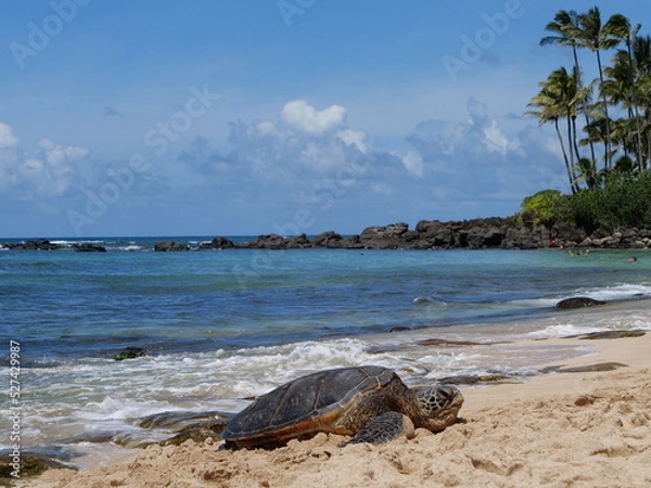 Fototapeta beach with palm trees