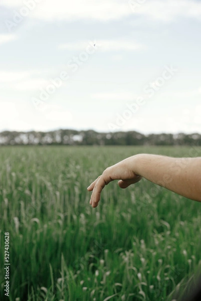 Fototapeta Hand in window of a car on background of wheat field. Man sticking his hand out of a car window in green fields. Enjoying summer vacation in countryside. Road trip