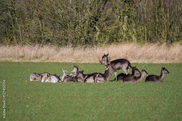 Obraz Fallow deer (dama dama) herd