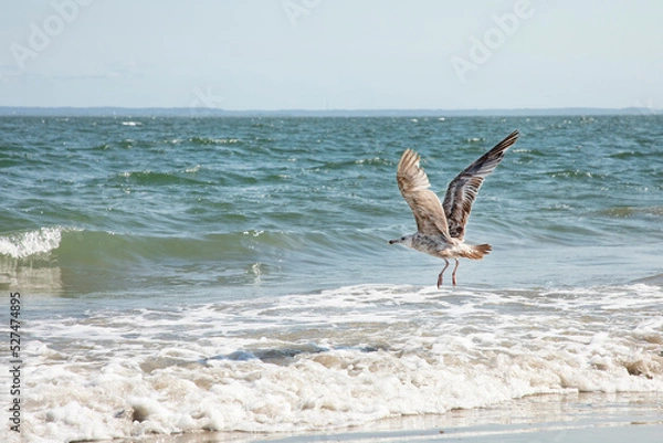 Obraz Seagull flying across the beach
