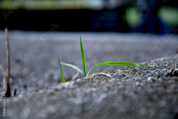 Fototapeta 路肩の雑草