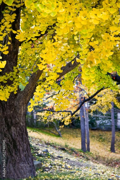Fototapeta 秋の銀杏のイメージ写真