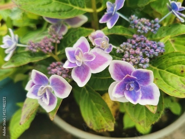 Obraz purple lilac flowers