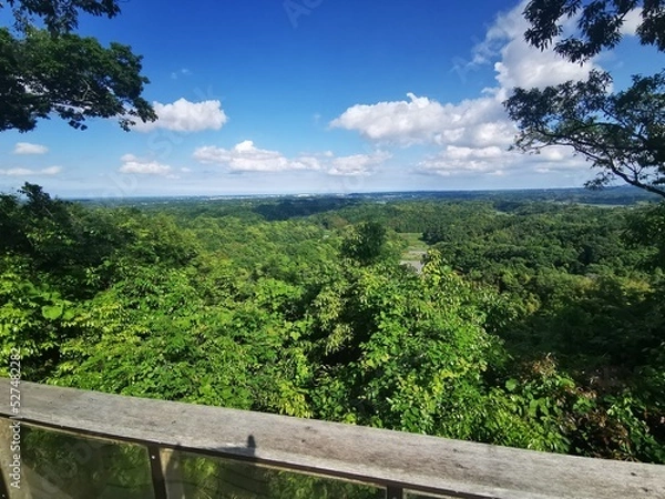 Obraz landscape with trees